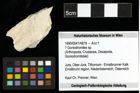 Foto (Objekt + Etiketten) von ? Goniodromites sp. 